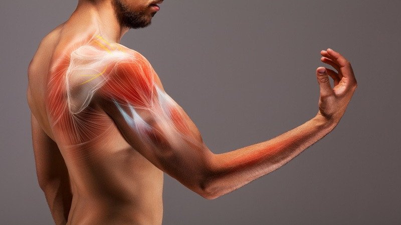 Protein từ thịt bò trong phở giúp xây dựng và duy trì cơ bắp