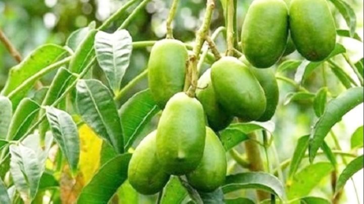 Quả cóc tươi ngon với vỏ xanh căng mọng