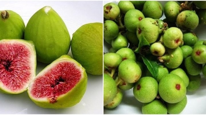 Quả sung tươi xanh mướt sẵn sàng cho cách nấu nước quả sung tươi thanh nhiệt
