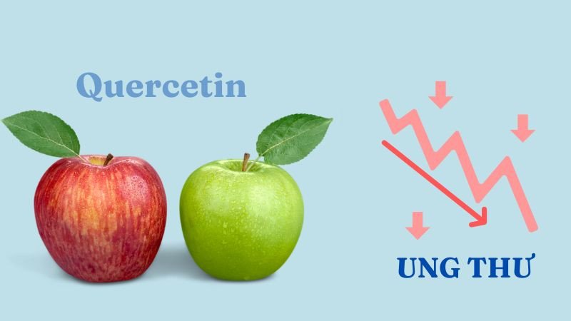 Quercetin trong táo xanh có khả năng ức chế sự phát triển của tế bào ung thư