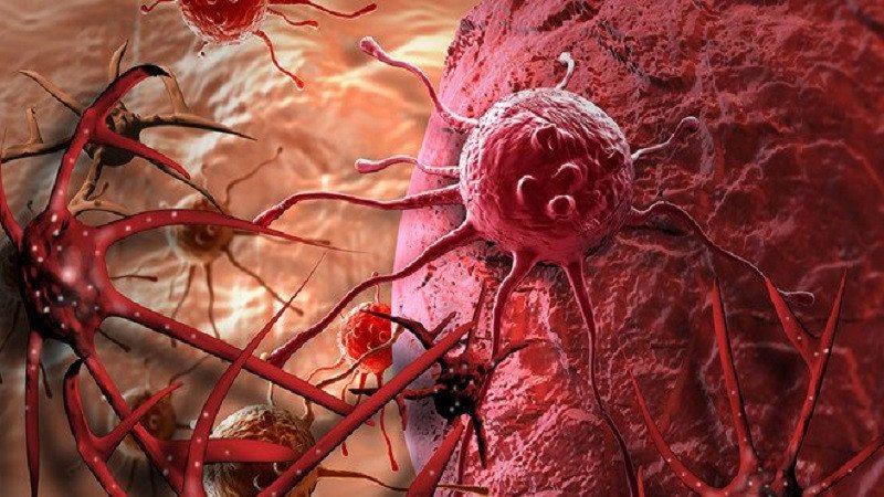 Rau càng cua có khả năng chống oxy hóa và ức chế tế bào ung thư