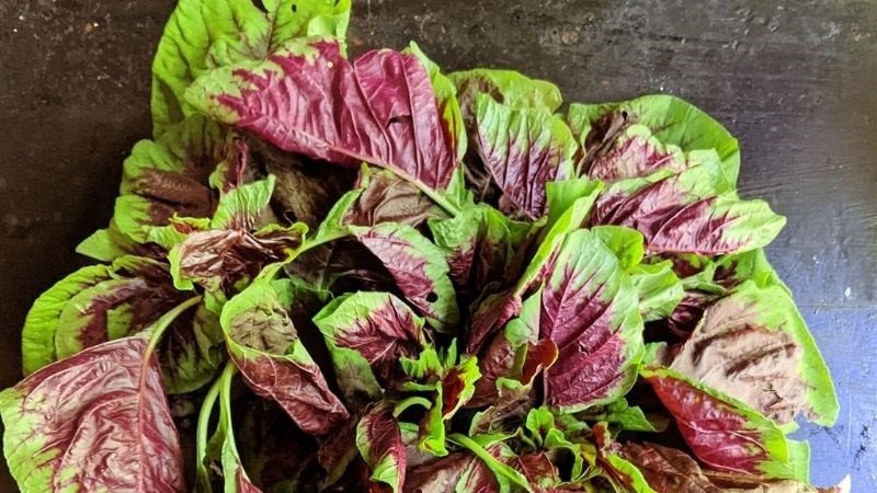 Rau dền tươi, thể hiện hàm lượng kali và protein tự nhiên.