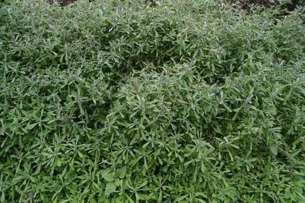 Rau khúc tươi xanh cho món bánh khúc nhân thịt