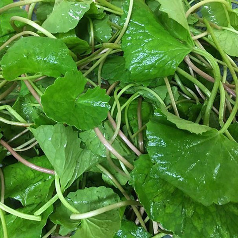 Rau má đã sơ chế