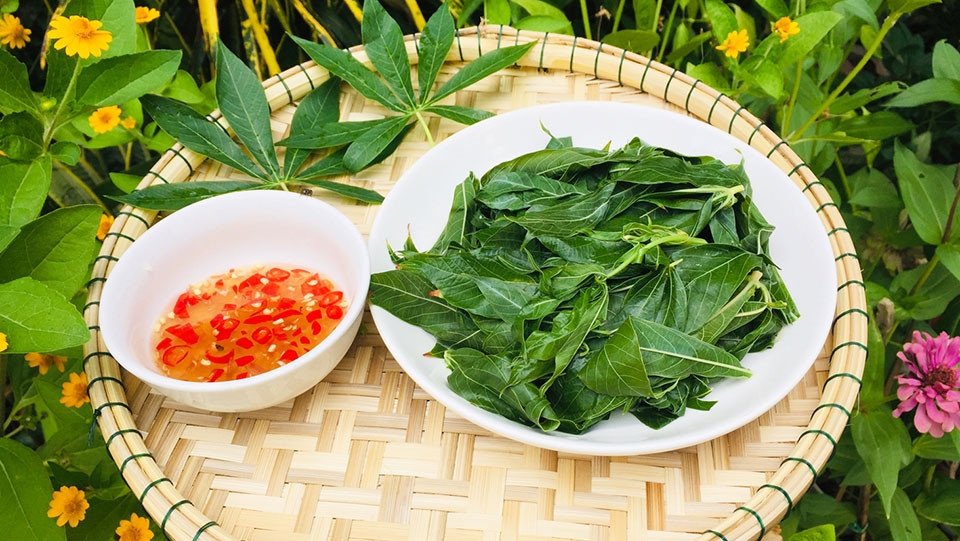 Rau sắn tươi chưa chế biến kỹ có thể gây độc