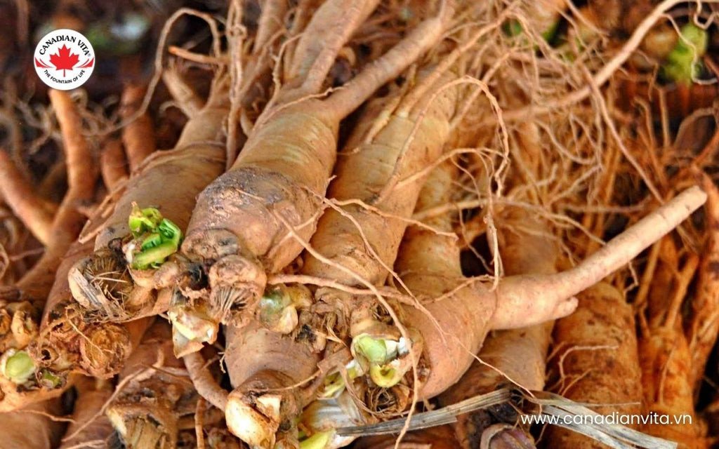 Rễ sâm đương quy tươi chất lượng cao với nhiều nhánh nhỏ
