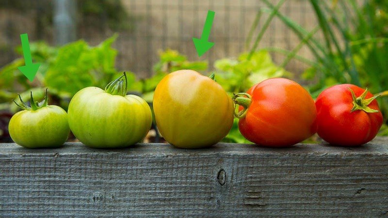 Rửa sạch cà chua trước khi sử dụng