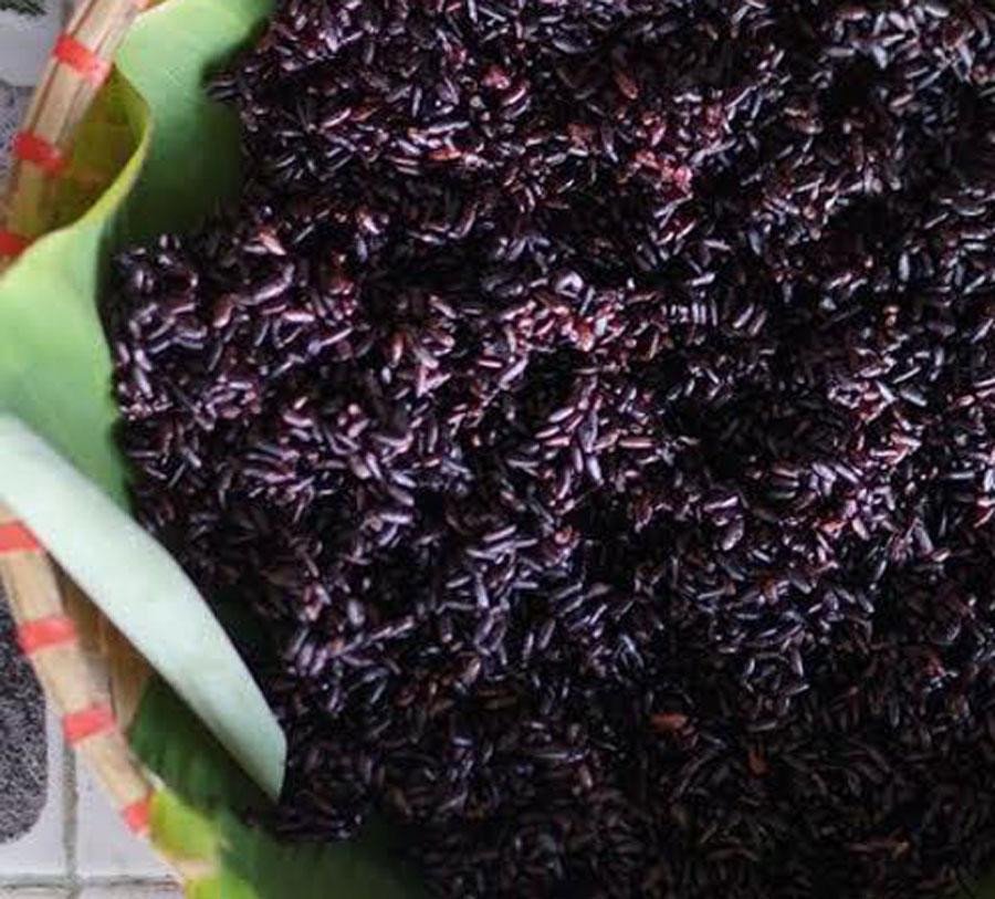 Rượu nếp cẩm sau khi ủ xong