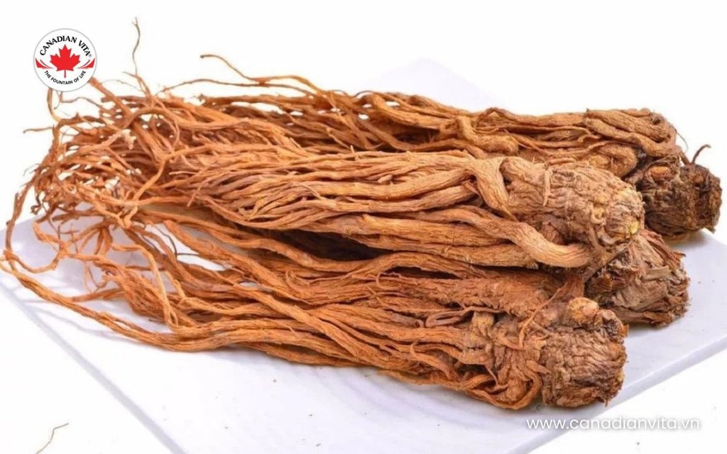 Sâm đương quy tươi chất lượng cao với nhiều kích cỡ khác nhau