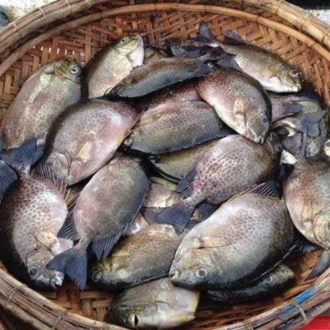 Sơ chế cá dìa loại bỏ mùi tanh