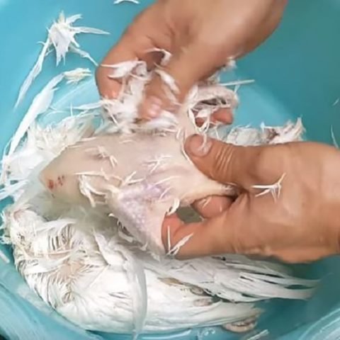 Sơ chế chim câu bằng cách thui vàng da giúp món ăn thơm ngon