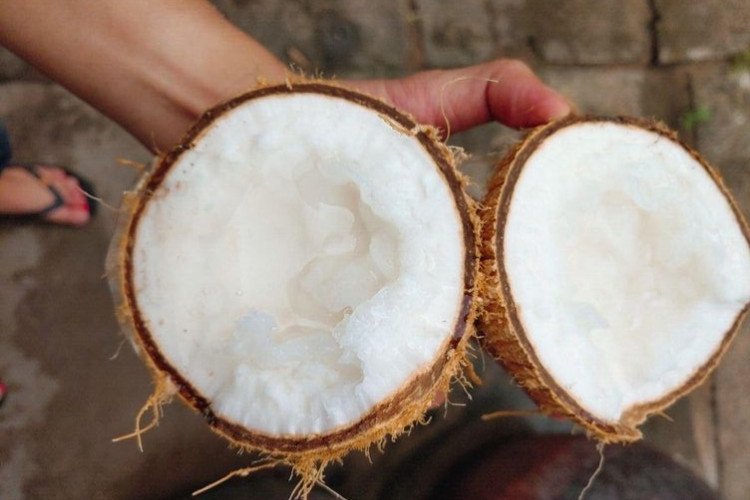 Sơ chế cùi dừa tươi để nấu nước cốt dừa