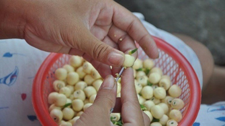 Sơ chế hạt sen tươi cẩn thận để đảm bảo chè không bị đục