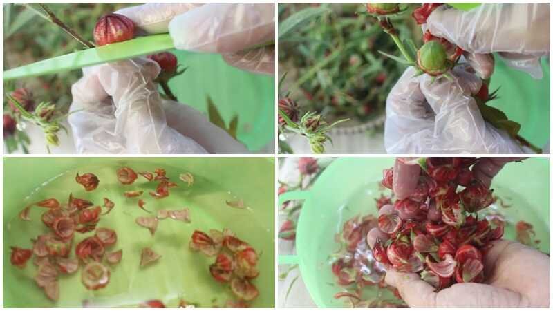 Sơ chế hoa atiso đỏ tươi sạch sẽ