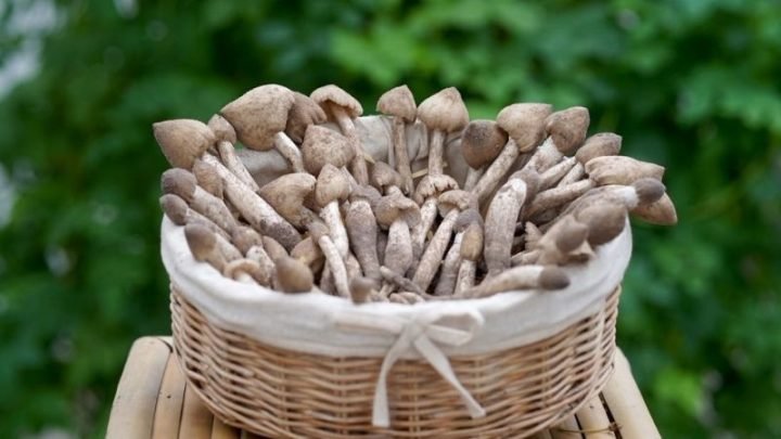 Sơ chế nấm mối tươi đúng cách trước khi xào