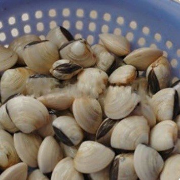 Sơ chế ngao sạch để món ngao xào sả ớt thơm ngon