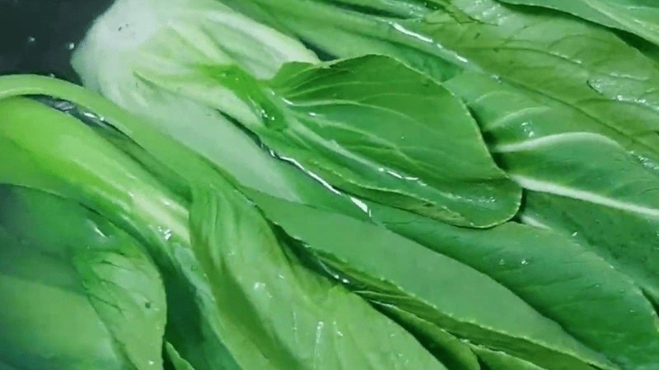 Sơ chế rau cải thìa tươi xanh trước khi chế biến