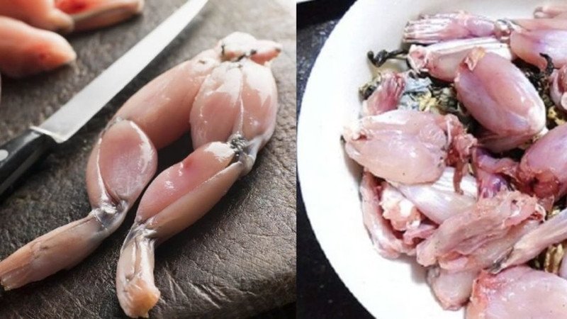 Sơ chế thịt ếch cẩn thận trước khi chế biến