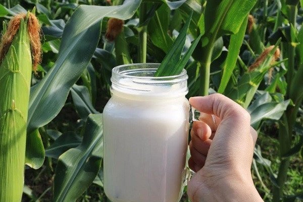 Sữa ngô nếp nguyên chất thơm ngậy