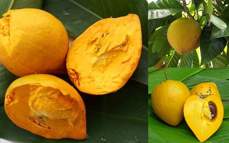 Tác động của quả lê ki ma đến việc kiểm soát cân nặng