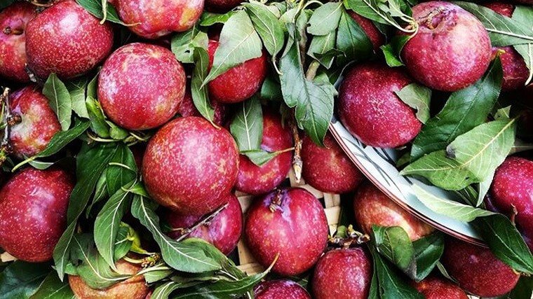 Tác hại khi ăn quá nhiều quả mận