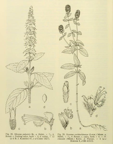 Thạch đen sương sáo phổ biến trong ẩm thực nhiều nước