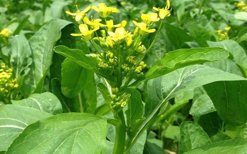 Thành phần dinh dưỡng đa dạng có trong cải ngồng