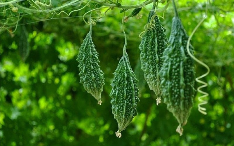 Thành phần dinh dưỡng trong khổ qua rừng