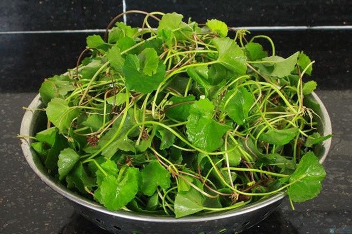 Cách Xào Thịt Chó Với Rau Má Đậm Đà Chuẩn Vị Thịt chó xào rau má thơm ngon
