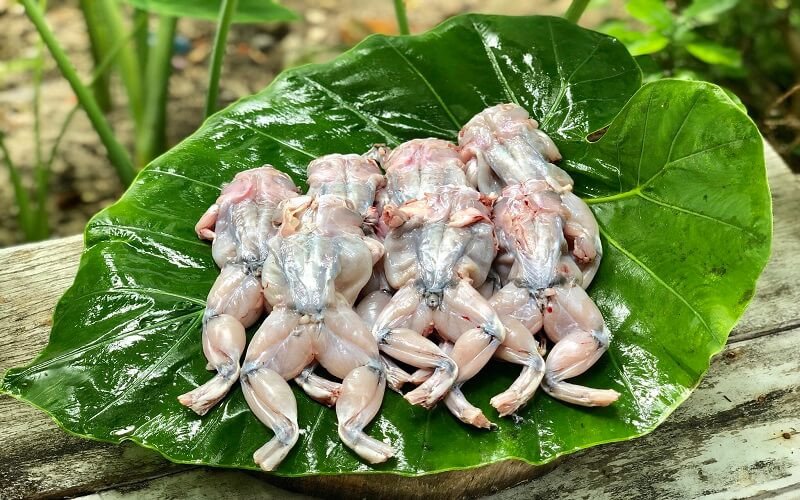 Thịt ếch ăn rất ngon nhưng nó cũng chứa một lượng độc ở gan nên loại bỏ khi sơ chế