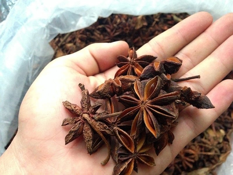 Tinh dầu hoa hồi và các loại thảo dược có lợi cho sức khỏe