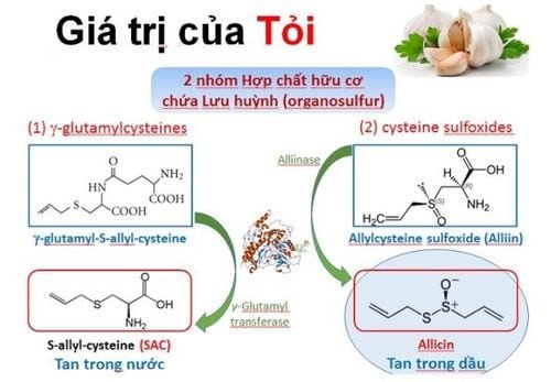 Tỏi tươi chứa nhiều dưỡng chất và hợp chất sulfur có lợi cho sức khỏe, ảnh minh họa củ tỏi nguyên vẹn.
