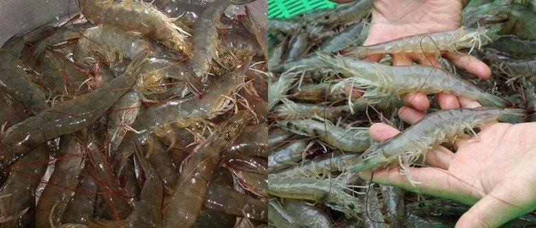 Tôm tươi rói cho nhân bánh xèo hấp dẫn