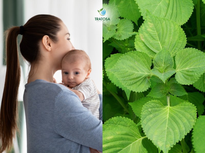 Tổng hợp các tác dụng vượt trội của lá tía tô đối với sức khỏe mẹ sau sinh