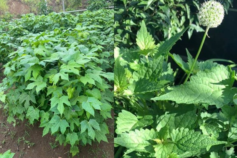 Tổng quan về rau mì chính