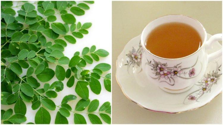 Trà chùm ngây giúp tăng cường sức khỏe