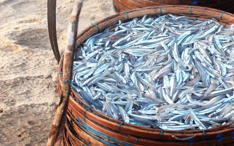 Trả lời các câu hỏi thường gặp về cá cơm và hàm lượng calo