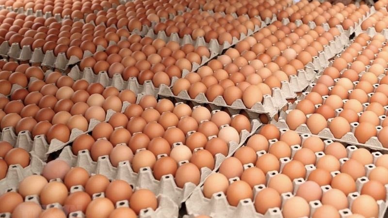 Trứng gà là nguồn cung cấp protein chất lượng cao cho cơ thể