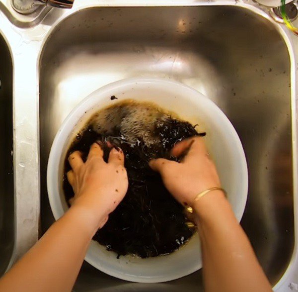 Vò và lọc lấy nước cốt từ lá sương sáo