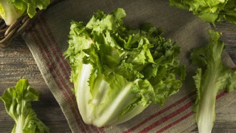 Xà lách chứa hàm lượng nước cao tạo cảm giác no lâu khi ăn