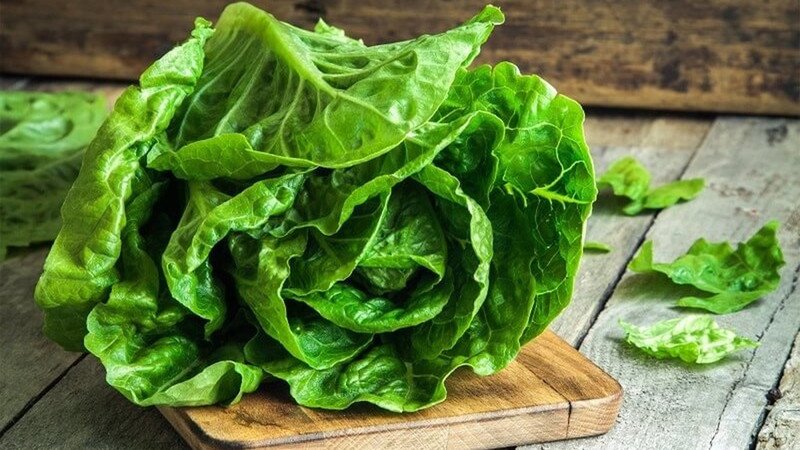 Xà lách giàu chất chống oxy hóa