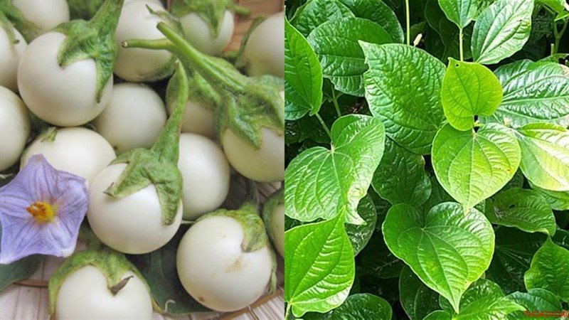 Các nguyên liệu tươi ngon chuẩn bị cho món cà pháo xào lá lốt