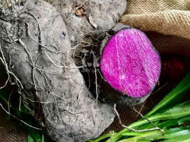Chọn khoai mỡ ruột tím tươi ngon để làm bánh khoai mỡ chiên