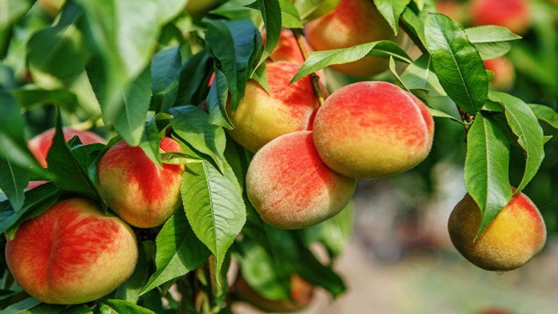 Đĩa đào mỏ quạ tươi ngon cùng một ly nước ép đào, minh họa giá trị dinh dưỡng của đào mỏ quạ.