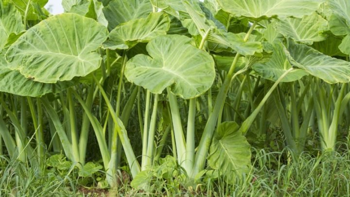 Giá trị dinh dưỡng của bạc hà và hàm lượng calo