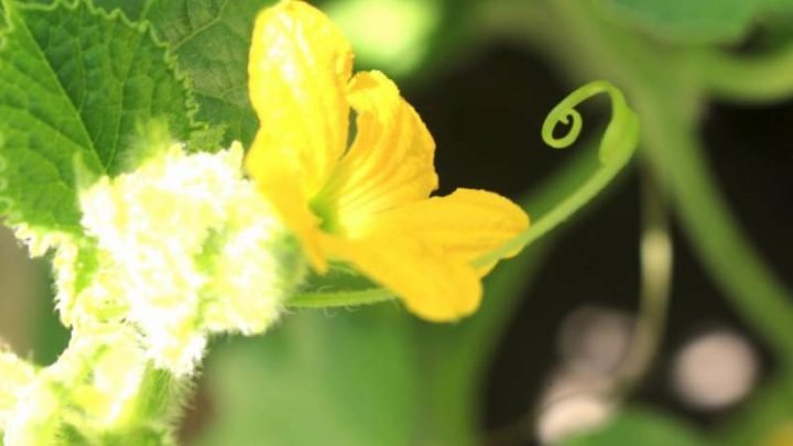 Hình ảnh một bó bông bí vàng tươi, thể hiện sự tươi ngon và sẵn sàng cho chế biến