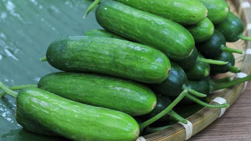 Lợi ích giảm cân từ dưa leo baby