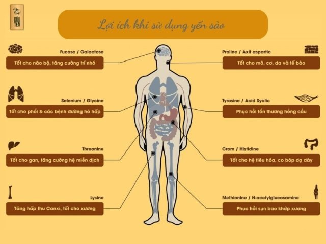 Lợi ích sức khỏe của yến sào, yến sào bao nhiêu calo, dinh dưỡng tổ yến
