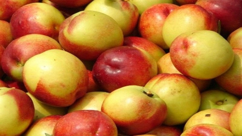 Những quả đào mỏ quạ căng mọng trên rổ, minh họa cách chọn mua đào mỏ quạ tươi ngon.