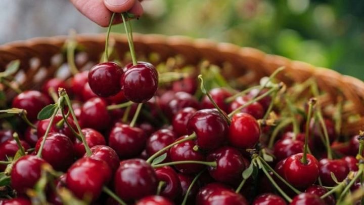 Quả cherry tươi mọng